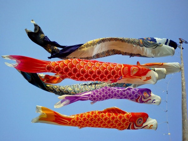 Ỹ nghĩa màu sắc cá koi Nhật
