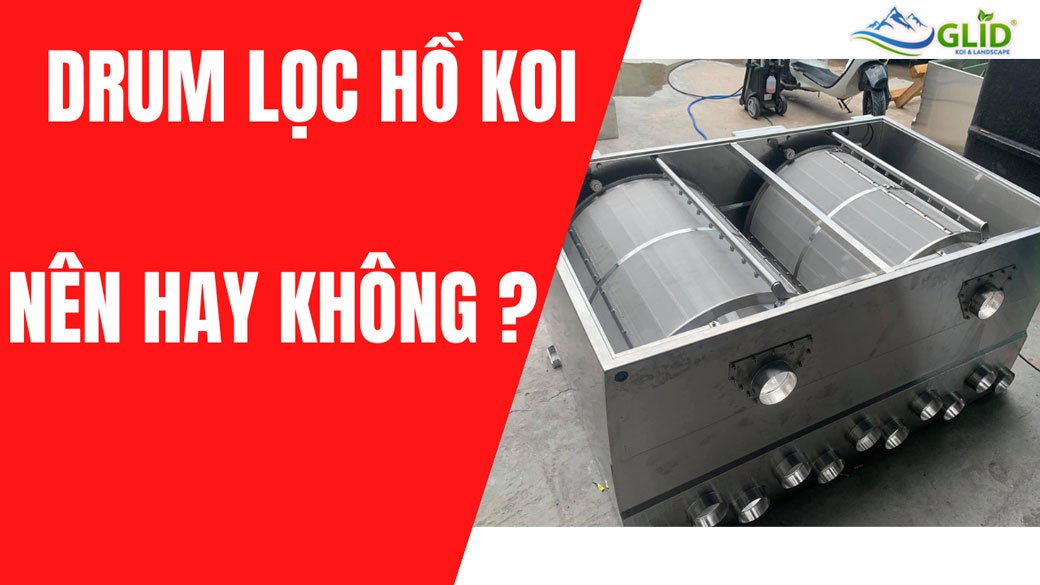 Nên sử dụng Drum lọc cho hồ cá Koi hay không