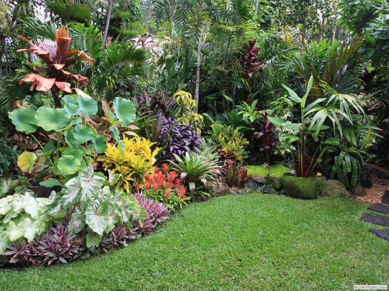 thiết kế thi công vườn nhiệt đới 