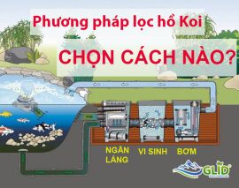 Khám phá các phương pháp lọc nước hồ Koi hiệu quả nhất