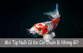 Mới Tập Nuôi Cá Koi Cần Chuẩn Bị Những Gì?