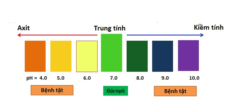 độ pH lý tưởng cho hồ cá koi