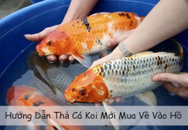 Hướng Dẫn Thả Cá Koi Mới Mua Về Vào Hồ An Toàn, Không Chết