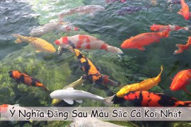 Ý Nghĩa Đằng Sau Màu Sắc Cá Koi Nhật