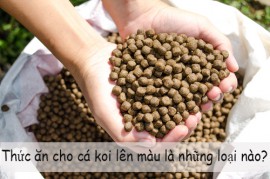 Thức Ăn Cho Cá Koi Lên Màu Là Những Loại Nào?